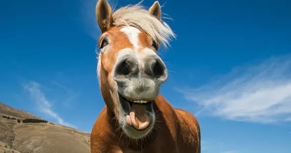 Quizy jakim koniem jesteś - odkryj swoje końskie alter ego Quizy jakim koniem jesteś - odkryj swoje końskie alter ego