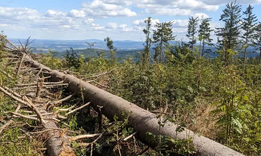Jak dojść na Borówkową Górę – sprawdzone trasy i porady dla turystów