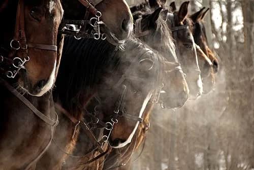 Czy koń jest parzystokopytny? Odkryj prawdę o jego klasyfikacji