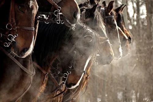 Czy koń jest parzystokopytny? Odkryj prawdę o jego klasyfikacji