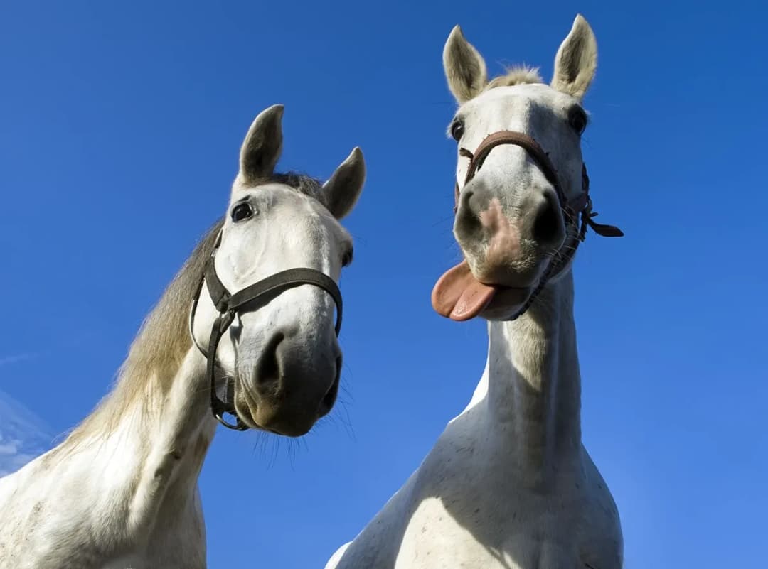 Koń, który mówi film: Fascynująca historia gadającego konia