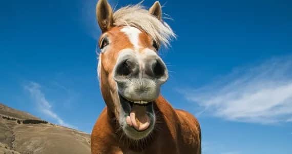 Quizy jakim koniem jesteś - odkryj swoje końskie alter ego Quizy jakim koniem jesteś - odkryj swoje końskie alter ego