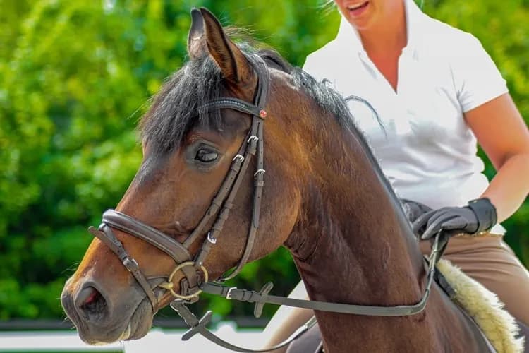 Kurs instruktora jeździectwa powszechnego PZJ – co musisz wiedzieć?