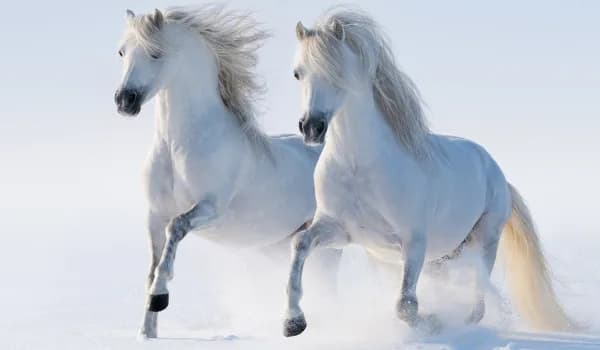 Trudne quizy o koniach: co wolisz? Sprawdź swoje preferencje!