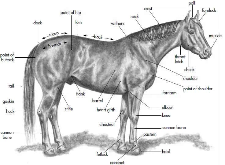 Najlepsze synonimy jeździectwa, które musisz znać dla lepszego zrozumienia