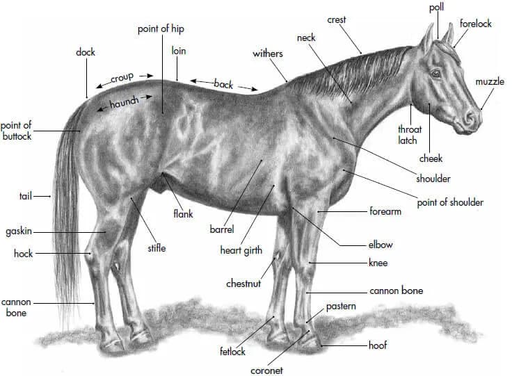 Najlepsze synonimy jeździectwa, które musisz znać dla lepszego zrozumienia