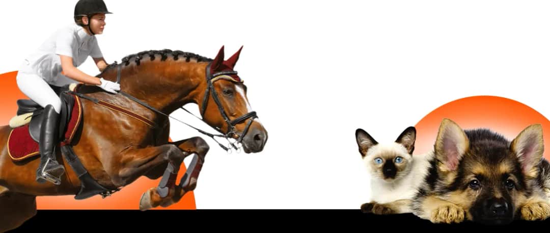 Najlepsze legginsy jeździeckie z silikonowym lejem - komfort i stabilność