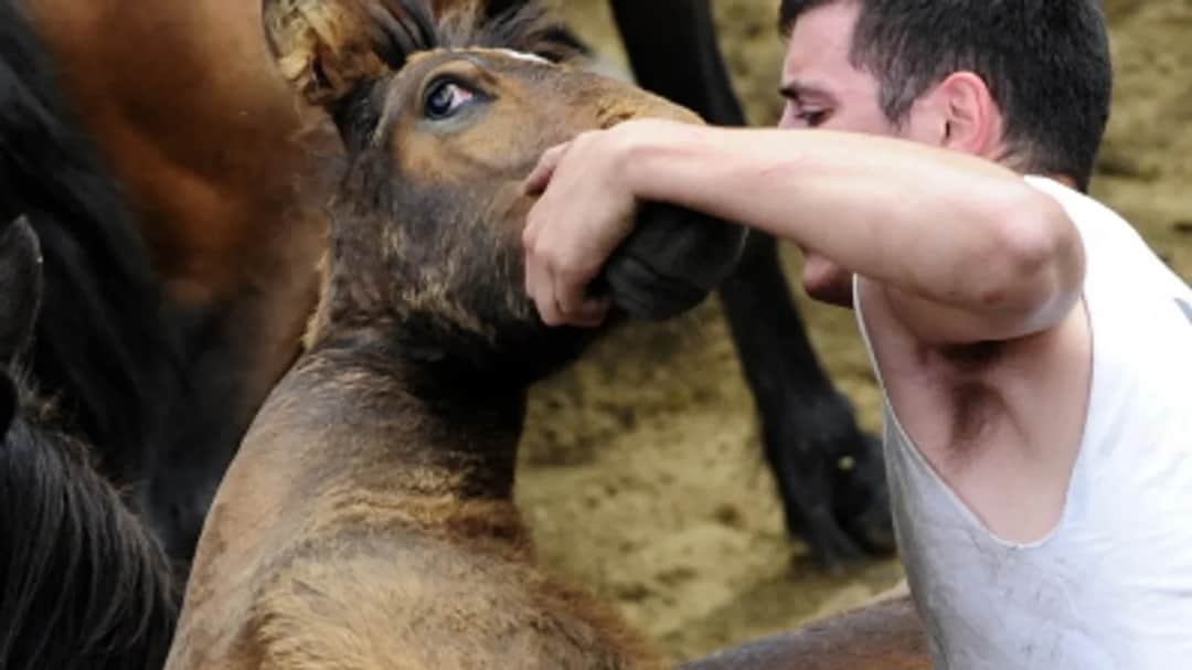 Lubuski związek jeździecki - poznaj jego działalność i wydarzenia