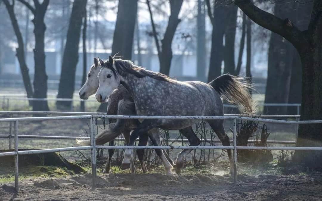 Zdrowy jak koń - co naprawdę oznacza ta fraza i jak dbać o zdrowie?
