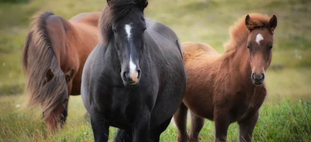 Co jedzą konie? Odkryj, co wpływa na ich zdrową dietę