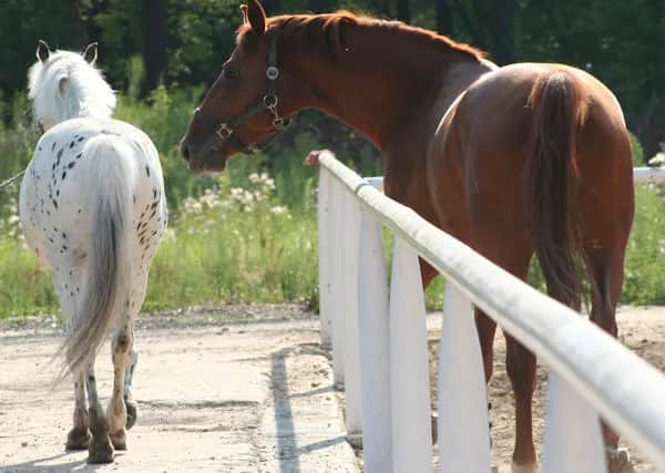 Jakie są maści koni - odkryj ich różnorodność i cechy