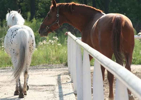 Jakie są maści koni - odkryj ich różnorodność i cechy