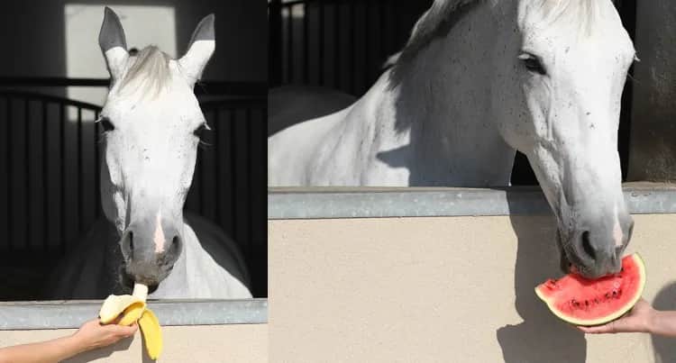 Czy konie mogą jeść banany? Sprawdź, co musisz wiedzieć!