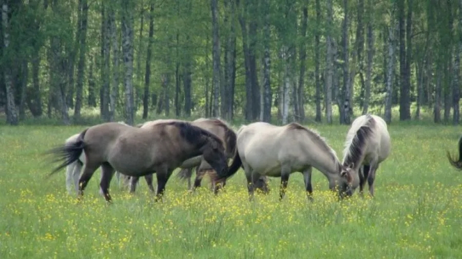 Katedra hodowli koni i jeździectwa Olsztyn - poznaj ofertę i możliwości