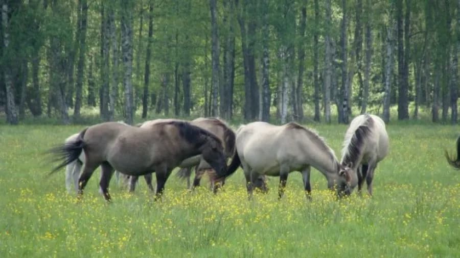 Katedra hodowli koni i jeździectwa Olsztyn - poznaj ofertę i możliwości
