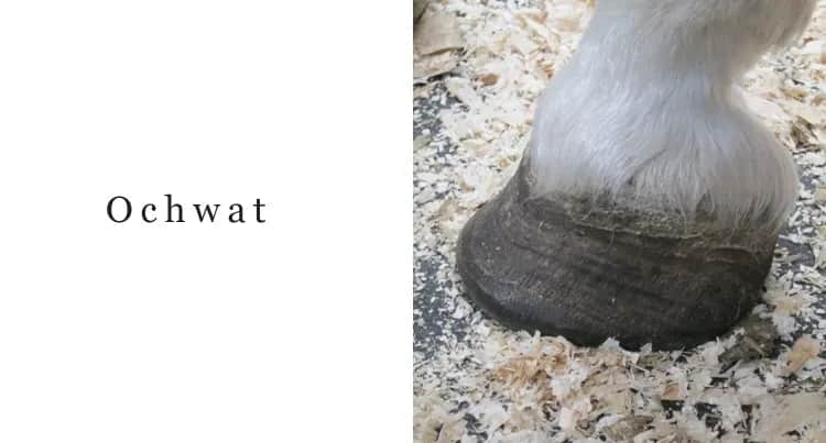 Jak rozpoznać ochwat u konia: objawy, które mogą zaskoczyć każdego