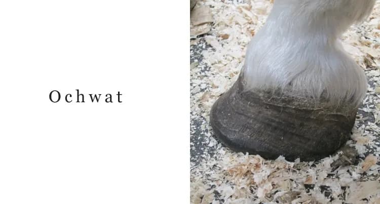 Jak rozpoznać ochwat u konia: objawy, które mogą zaskoczyć każdego