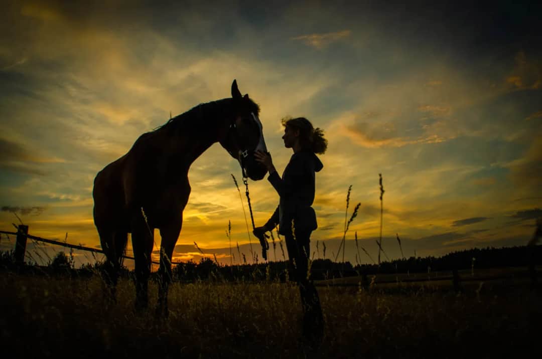 Najlepsze szkoły jeździeckie w Polsce - znajdź idealną dla siebie