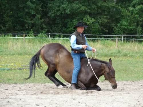 Jeździectwo naturalne Wrocław: najlepsze stajnie i kursy, których unikaj