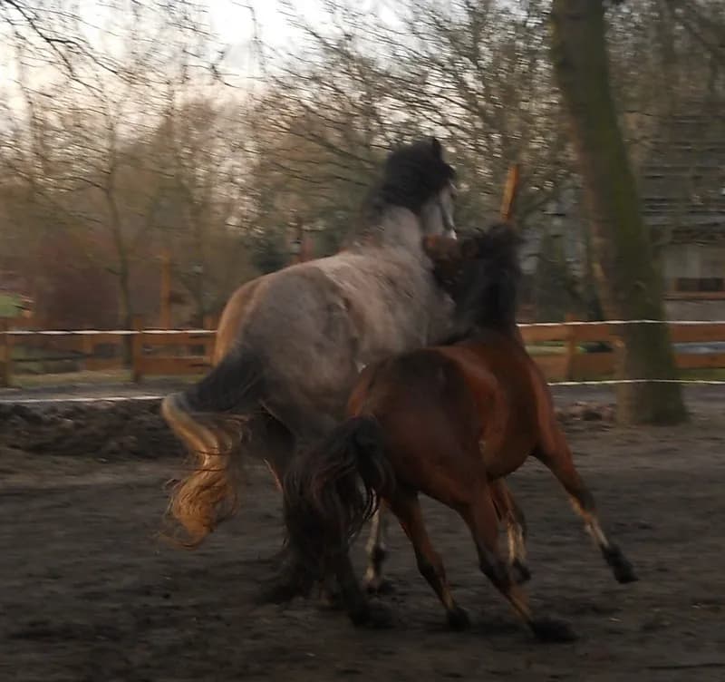 Co zrobić gdy koń atakuje? Skuteczne sposoby na agresywne zachowanie koni